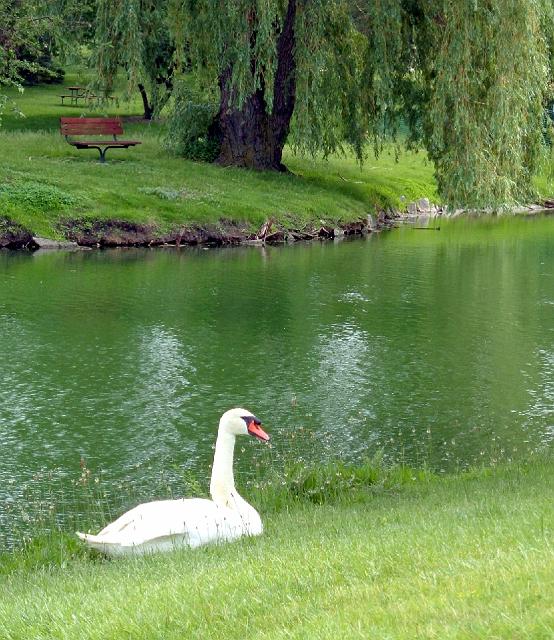 07822 swan by water 